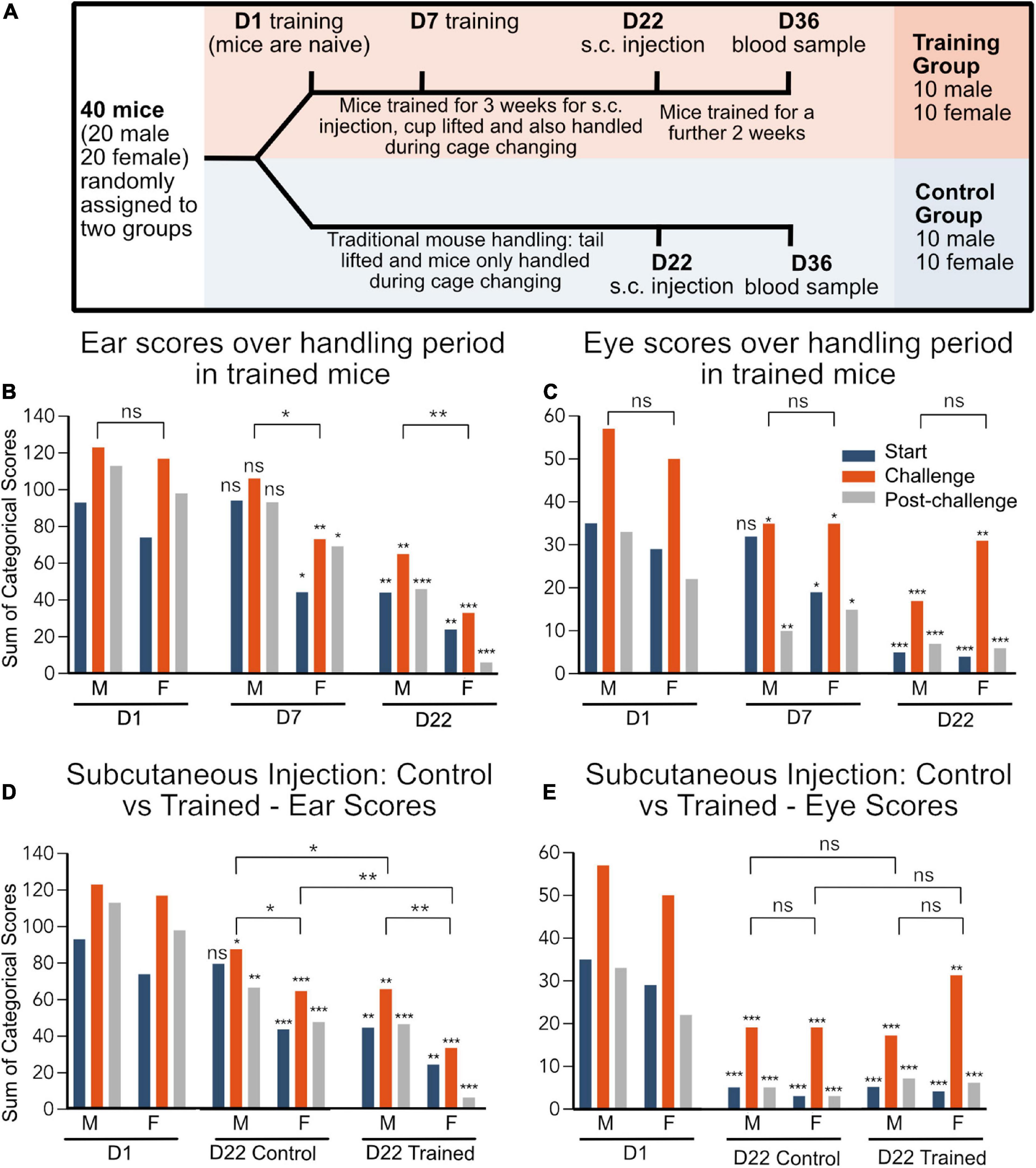 Decreased levels of discomfort in repeatedly handled mice during experimental procedures, assessed by facial expressions